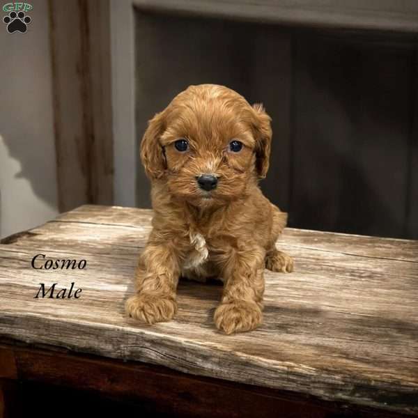 Cosmo, Cavapoo Puppy